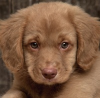 avatares de animales para msn