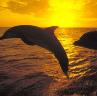 avatares de animales para msn