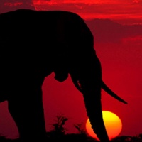 avatares de animales para msn