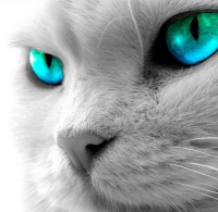 avatares de animales para msn