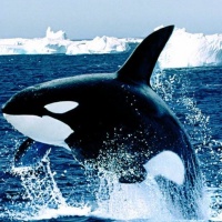 avatares de animales para msn