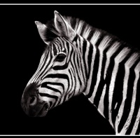 avatares de animales para msn