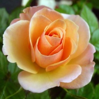 avatares de Flores para msn