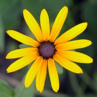 avatares de Flores para msn