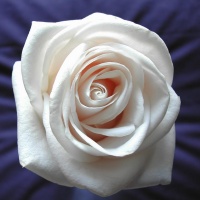 avatares de Flores para msn