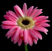 avatares de Flores para msn