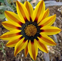 avatares de Flores para msn