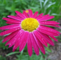 avatares de Flores para msn