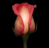 avatares de Flores para msn