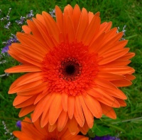 avatares de Flores para msn